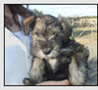 milly pup dec