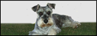 our dogs